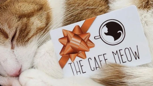 Cat Cafe - Cafe Meow