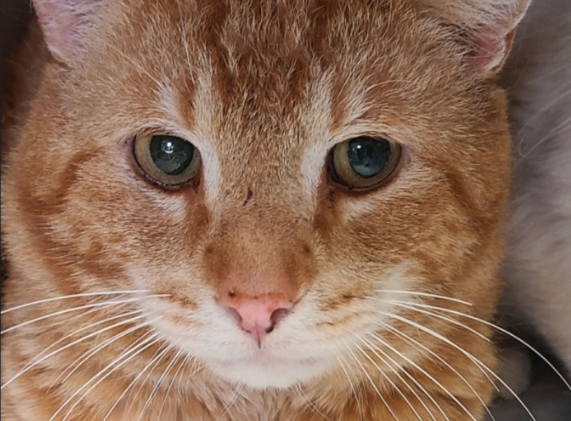 Garfield – Adopted!