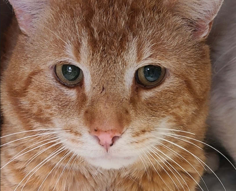 Garfield – Adopted!