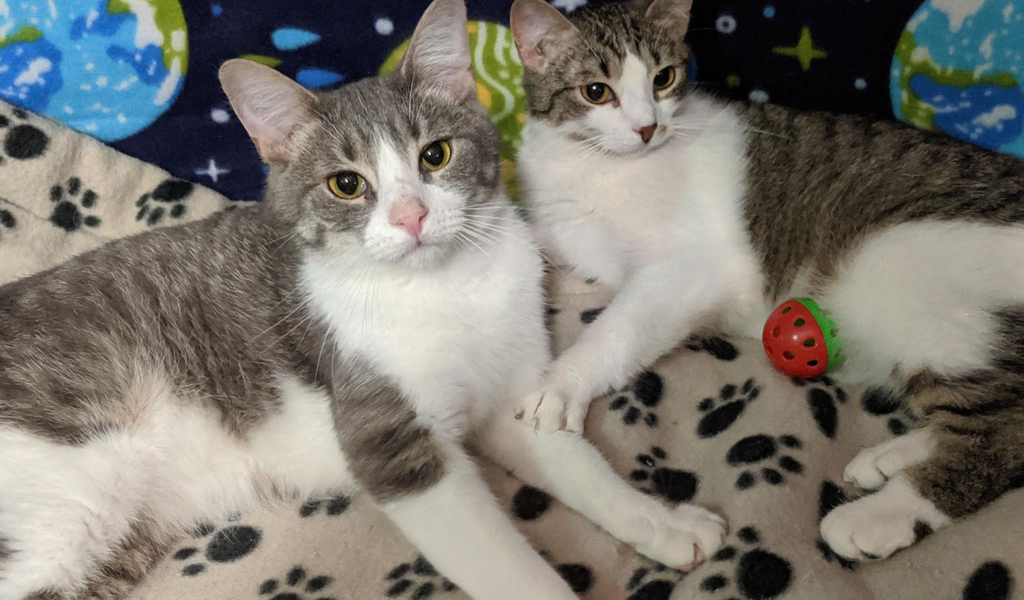 Aiden and Alan – Adopted!