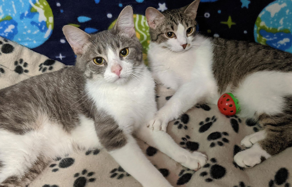 Aiden and Alan – Adopted!