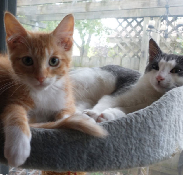 Milo & Chantel – Adopted!