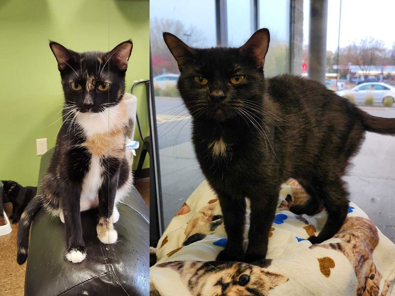 Mum and Rose – Adopted!