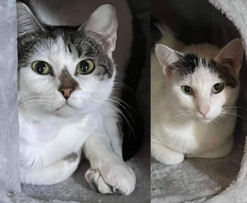 Laverne and Shirley – Adopted!