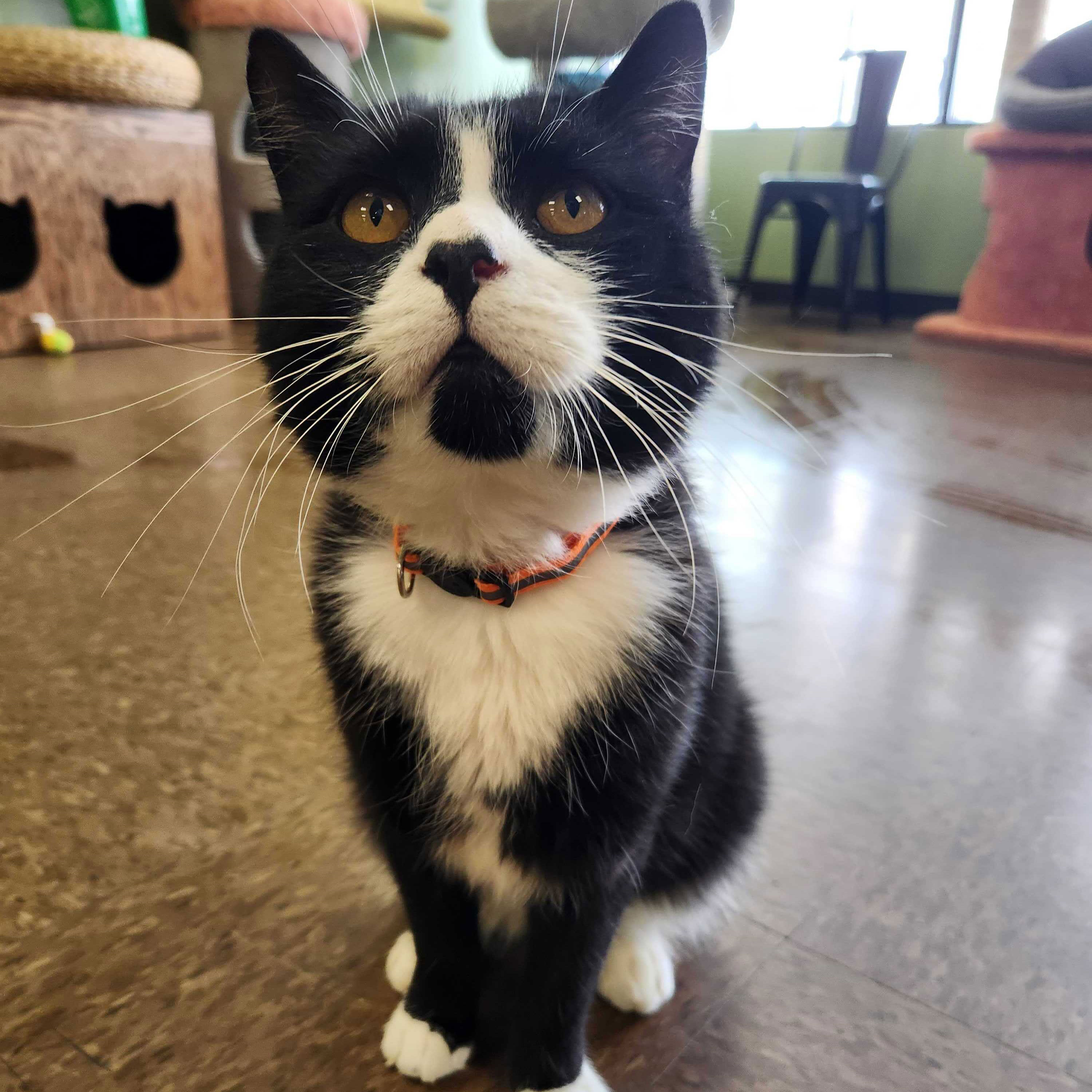 Tux – Adopted!