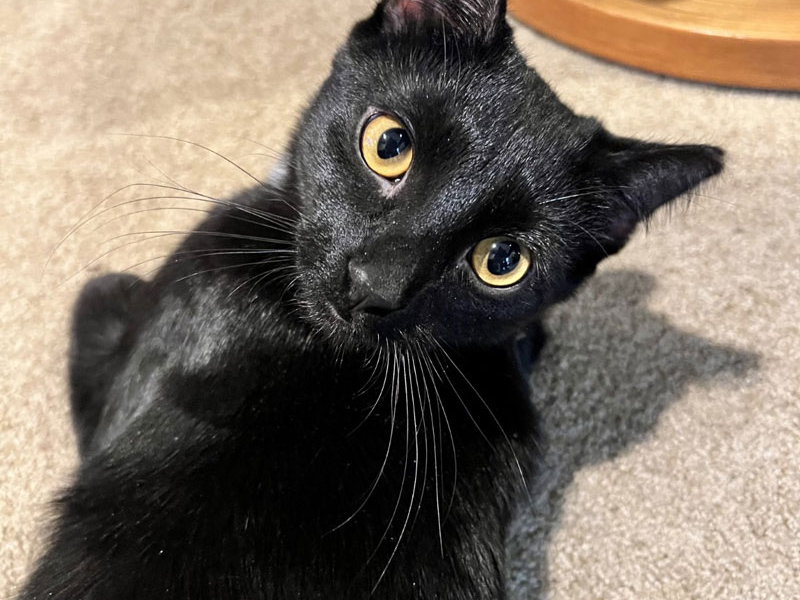 Magical Mister Midnight – Adopted!