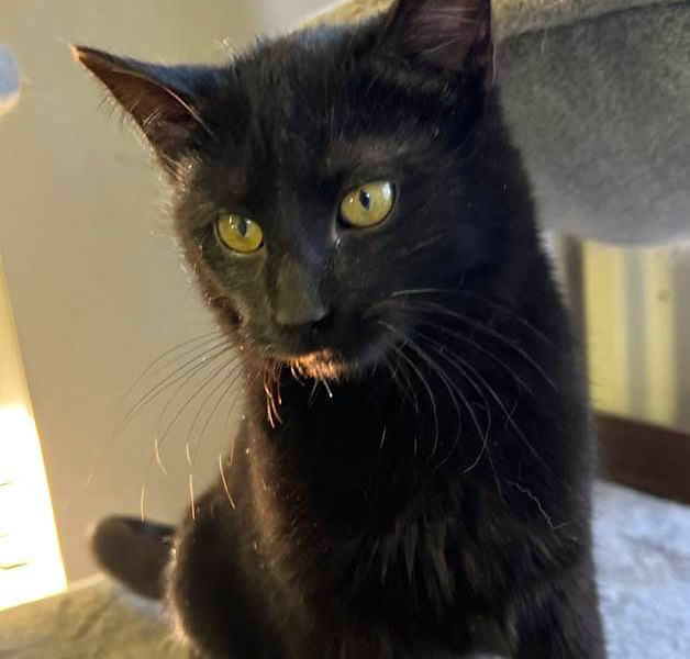 Mr. Midnight – Adopted!