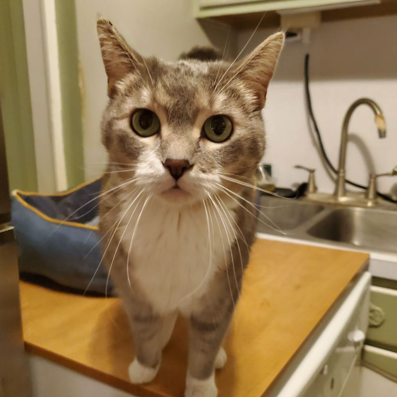 Lizzie – Adopted! – The Cafe Meow