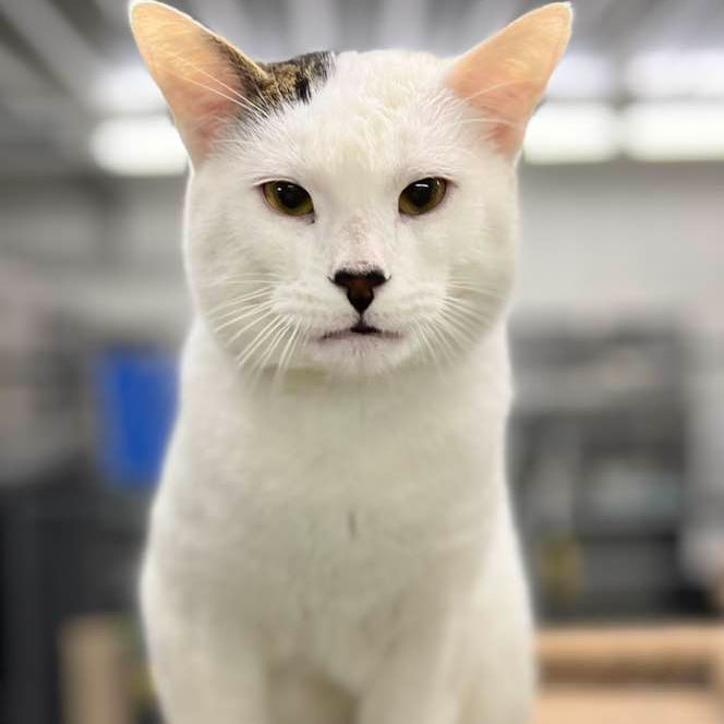 MacDaddy – Adopted! – The Cafe Meow MacDaddy – Adopted! – The Cafe Meow