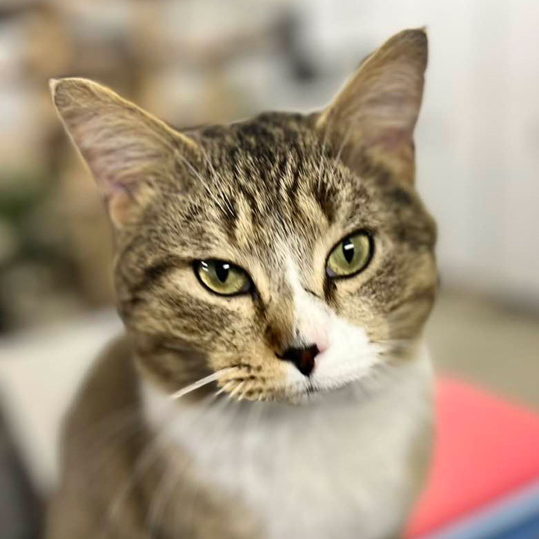 Quasimodo – Adopted! – The Cafe Meow