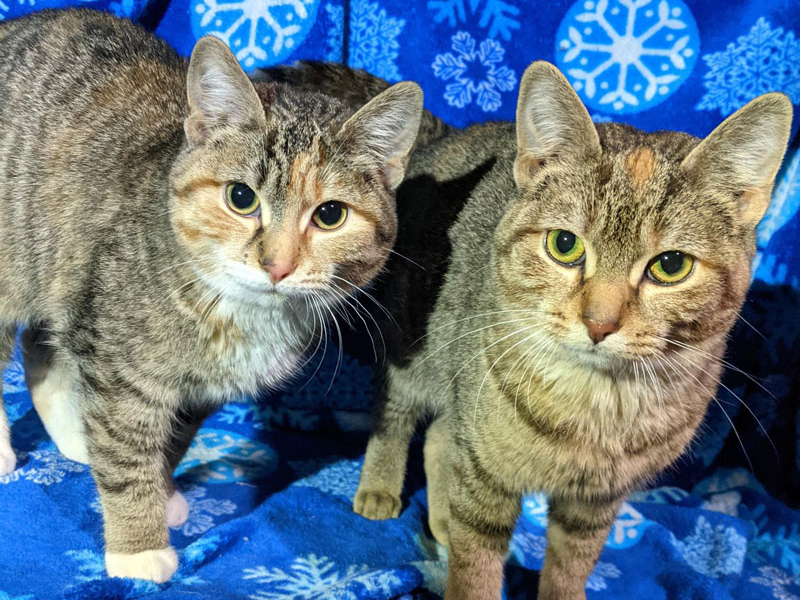 Gucci and Prada – Adopted!