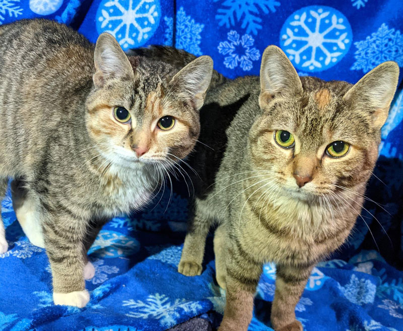 Gucci and Prada – Adopted!