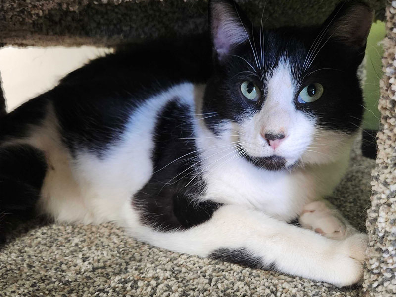 Oreo- Bonded with Sir Meows