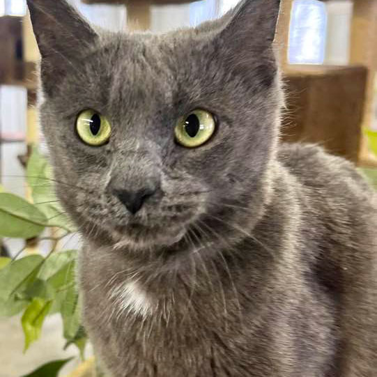 Tin Whiskers – Adopted!