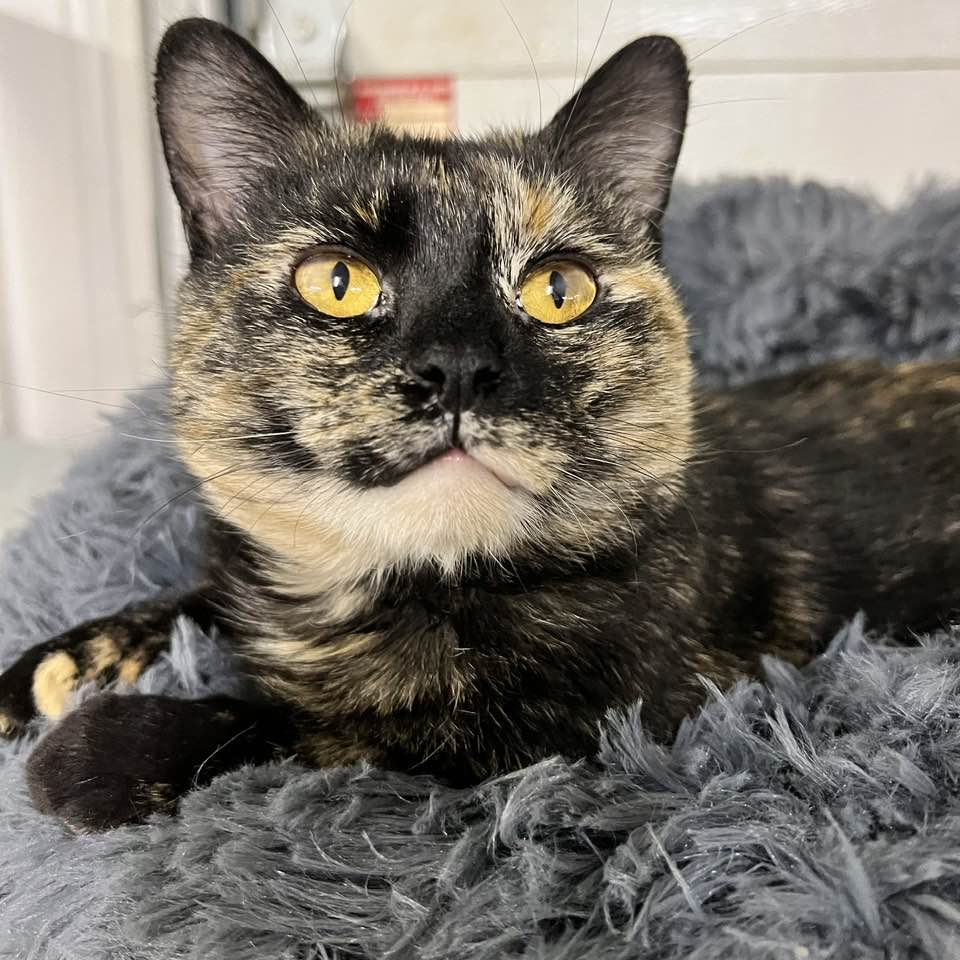 Miss Martha – Adopted! – The Cafe Meow