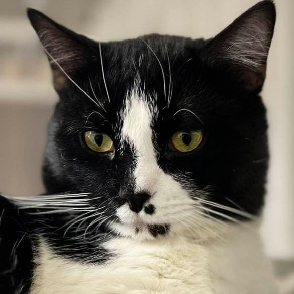 Sylvester – Adopted!