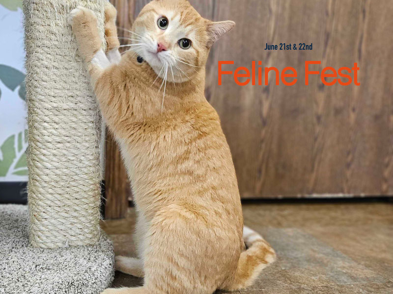 Feline Fest