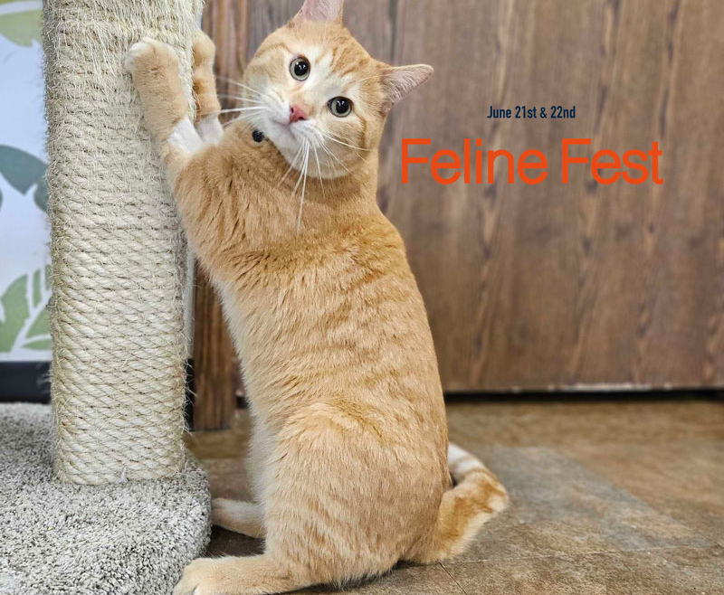 Feline Fest
