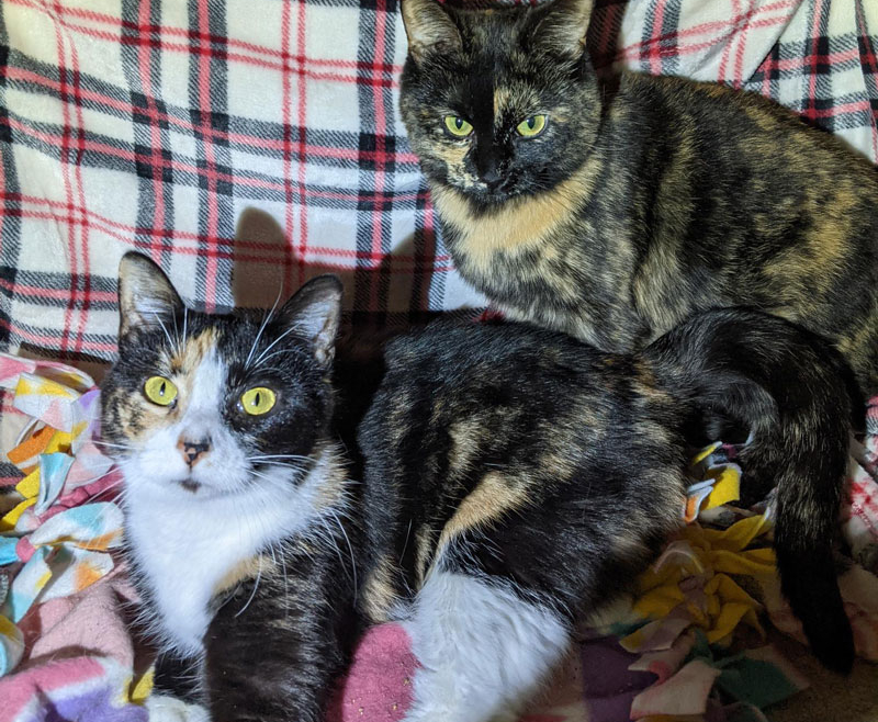 Ariel and Lucy – Adopted!