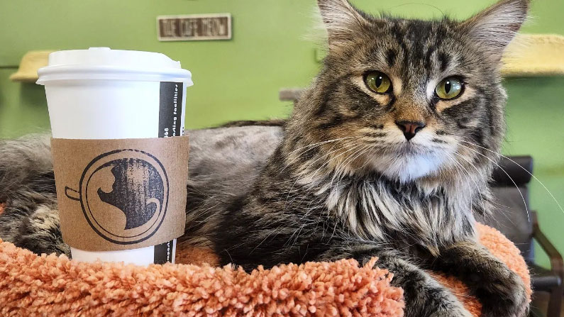 Bloomington cat café opens for business, pet fostering