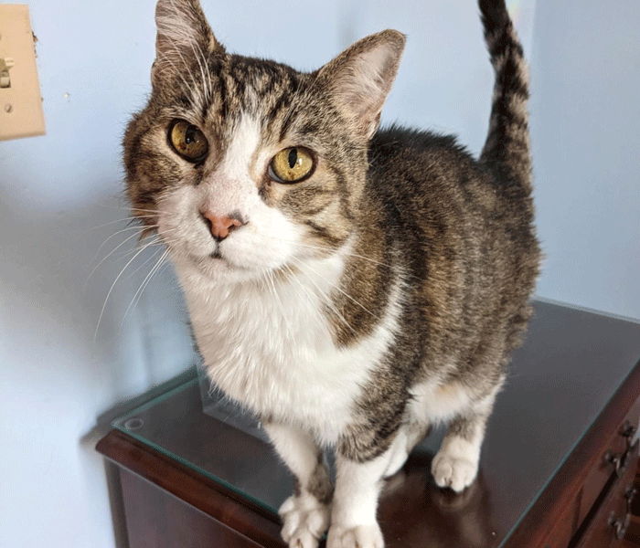 Tabby – Adopted!