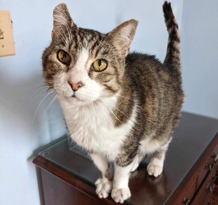 Tabby – Adopted!