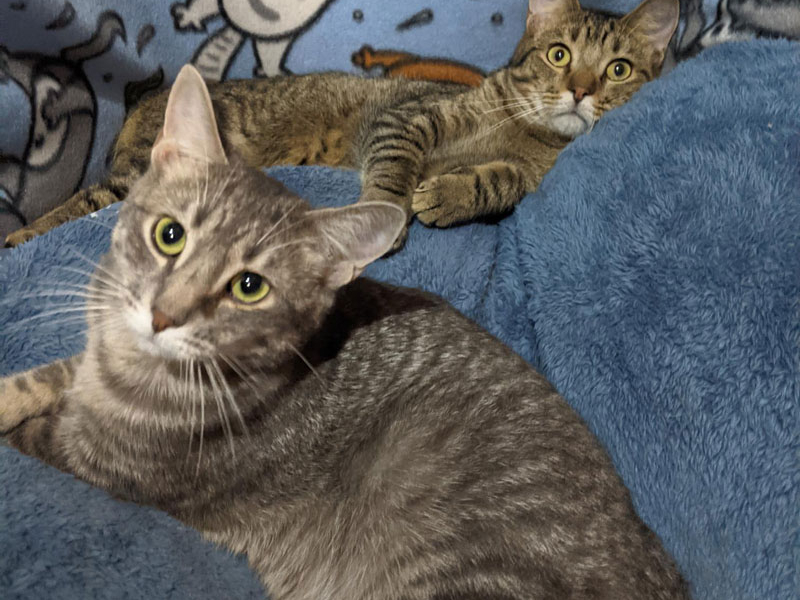 Hansel and Gretel – Adopted!