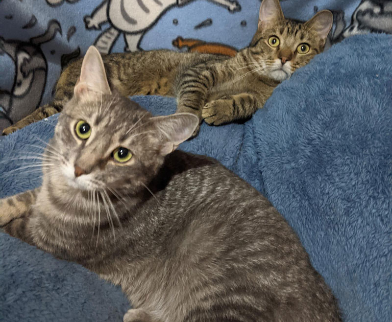 Hansel and Gretel – Adopted!