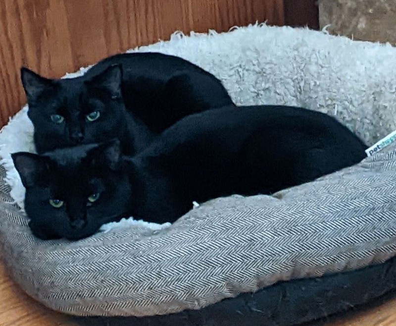 Turnip and Radish – Adopted!