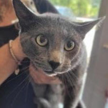 Smokey – Adopted!