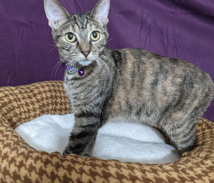 Violet – Adopted!