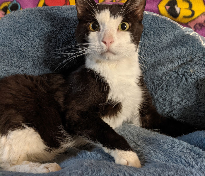 Sylvester – Adopted!