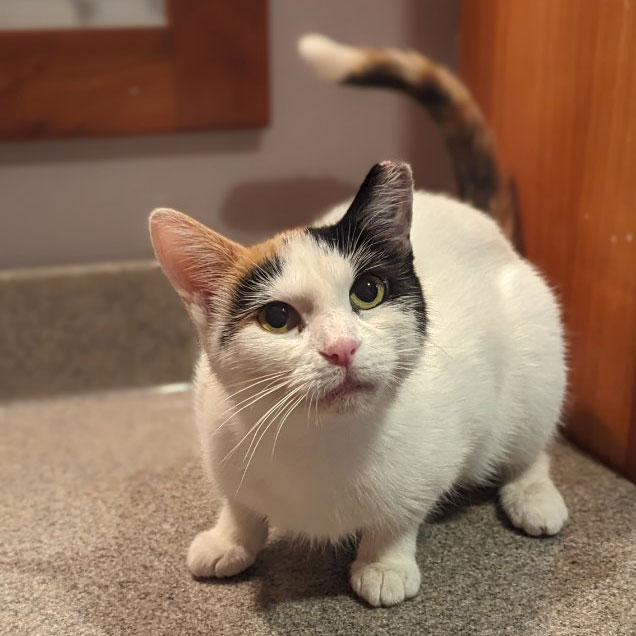 Princess – Adopted! – The Cafe Meow