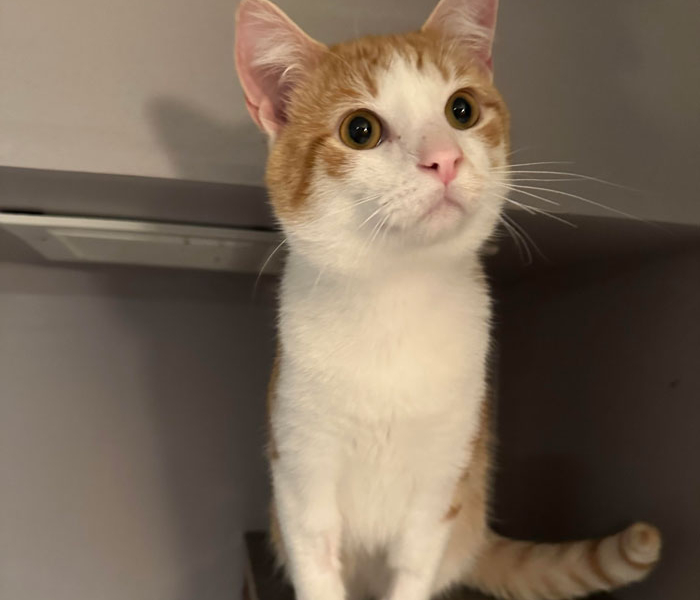 Cheeto – Adopted!