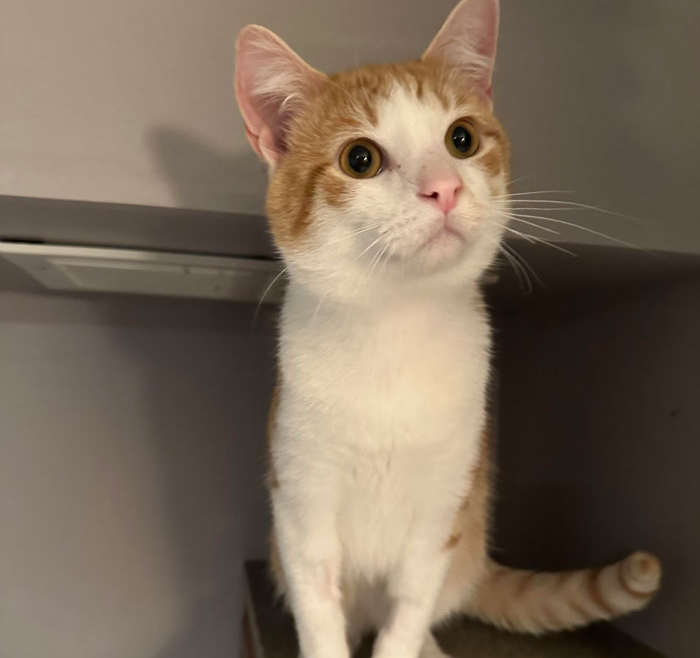 Cheeto – Adopted!