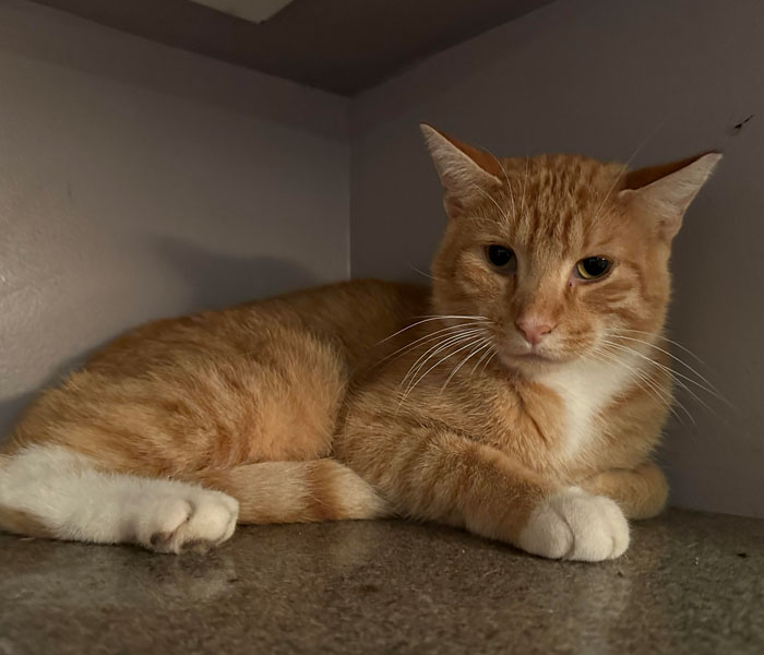 Garfield – Adopted!