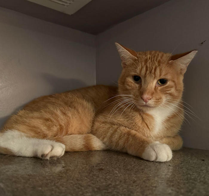 Garfield – Adopted!