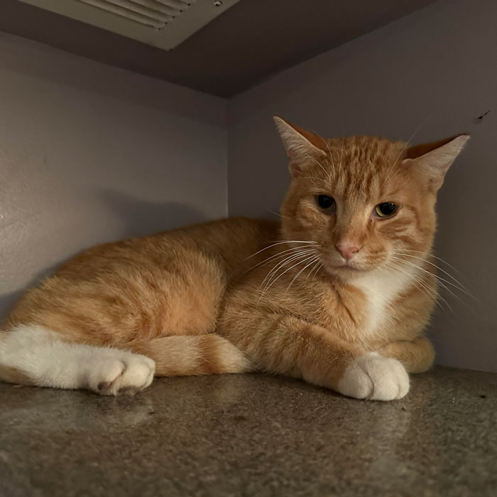 Garfield – Adopted! – The Cafe Meow