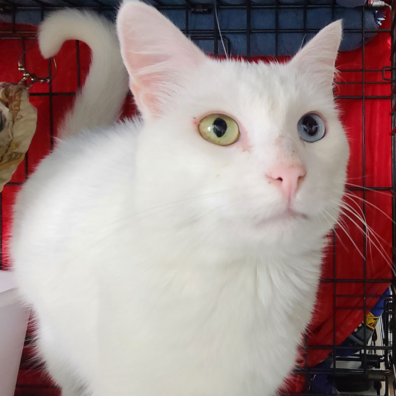 Harvey Adopted The Cafe Meow Harvey adopted the cafe meow