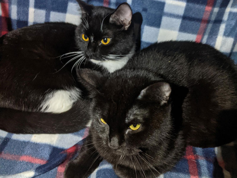 Madeline and Matilda – Adopted!