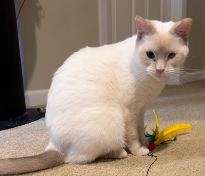 Snowy – Adopted!