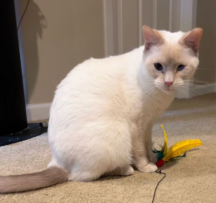 Snowy – Adopted!