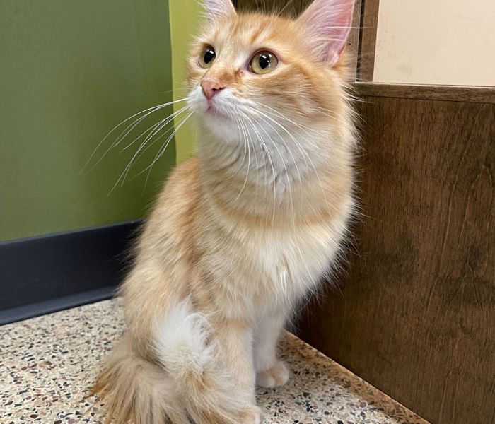 Charlie KitKat Butterscotch III – Adopted!