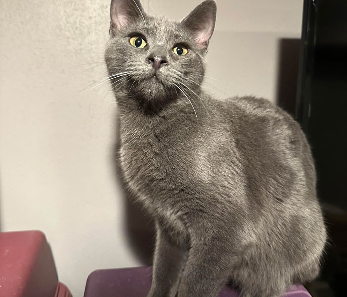 Myst – Adopted!