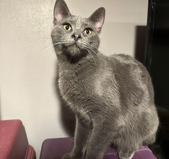 Myst – Adopted!