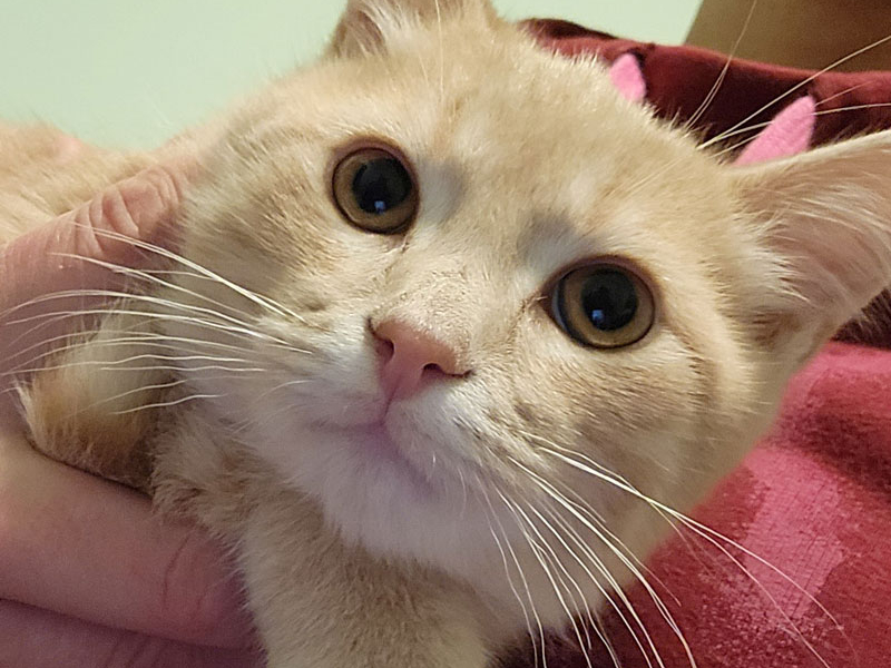 Oliver Tree – Adopted!