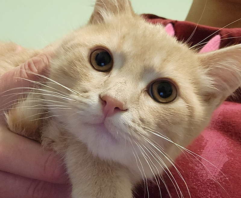 Oliver Tree – Adopted!