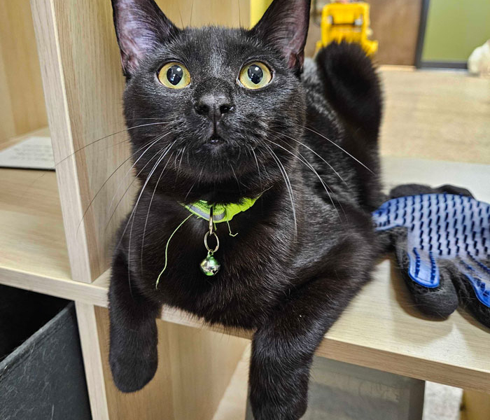 Inky – Adopted!