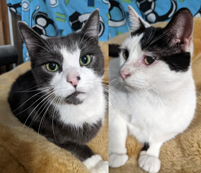 Penny and Tipper – Adopted!