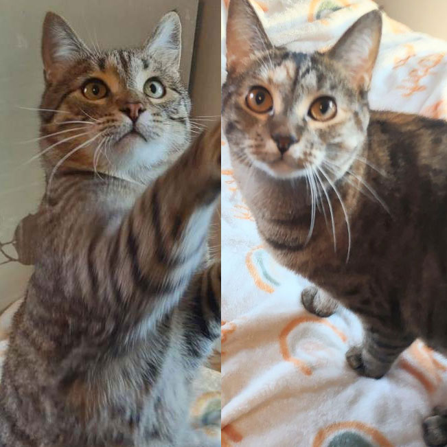 Dodge and M – Adopted!